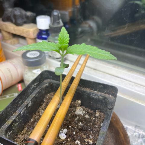 papaya growlog timeline photo