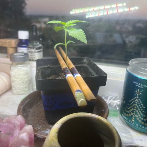 papaya growlog timeline photo