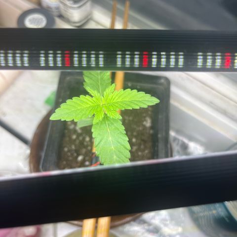 papaya growlog timeline photo