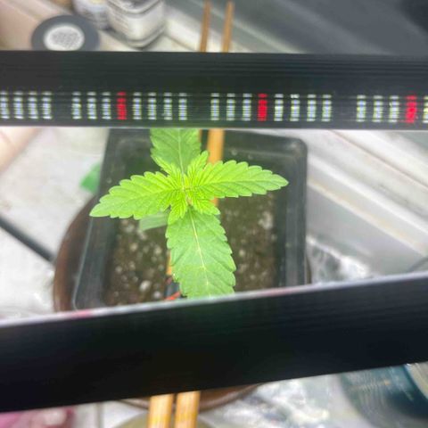 papaya growlog timeline photo