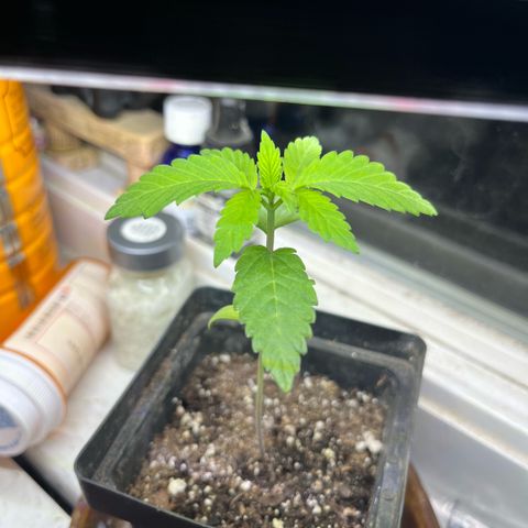 papaya growlog timeline photo