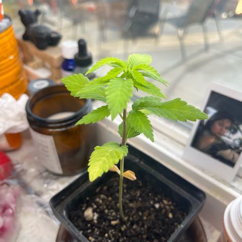 papaya growlog timeline photo