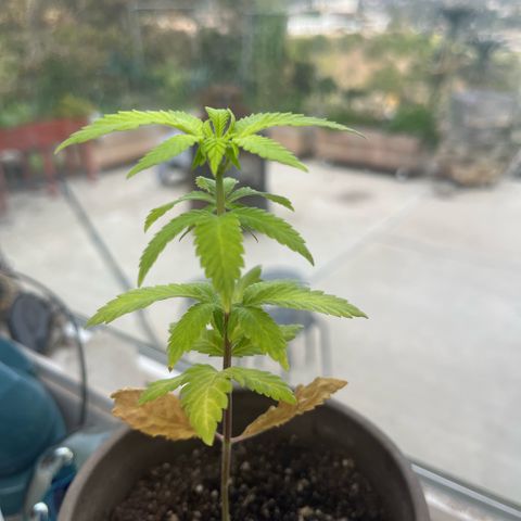 papaya growlog timeline photo