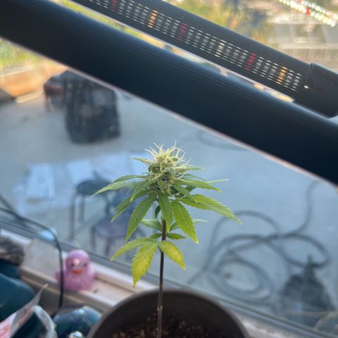 papaya growlog timeline photo