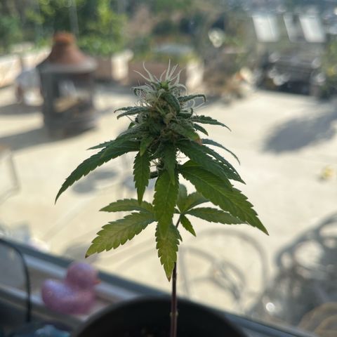 papaya growlog timeline photo