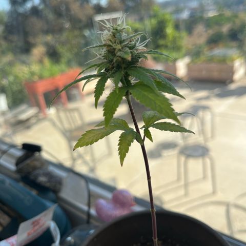 papaya growlog timeline photo