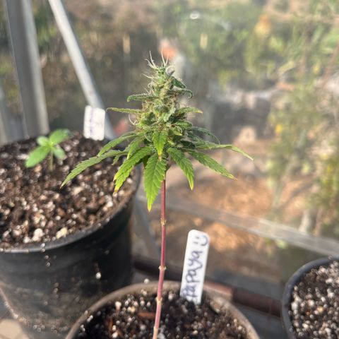 papaya growlog timeline photo
