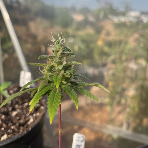 papaya growlog timeline photo