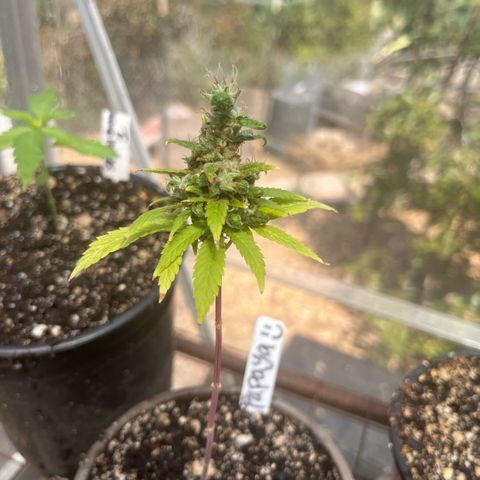 papaya growlog timeline photo