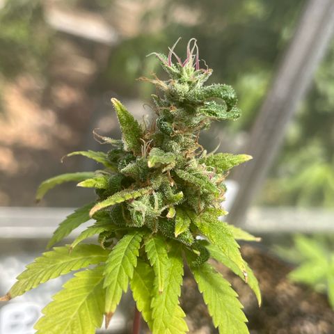papaya growlog timeline photo