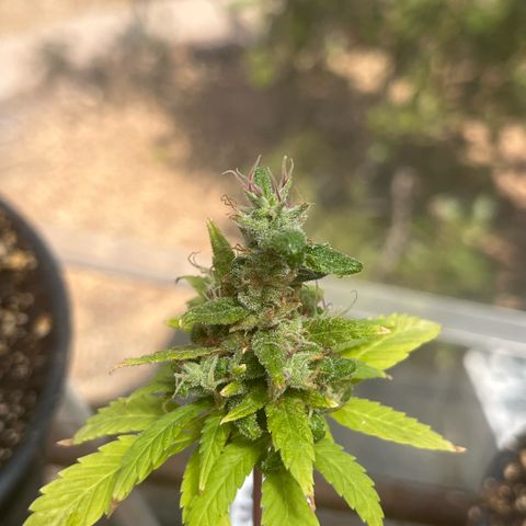 papaya growlog timeline photo