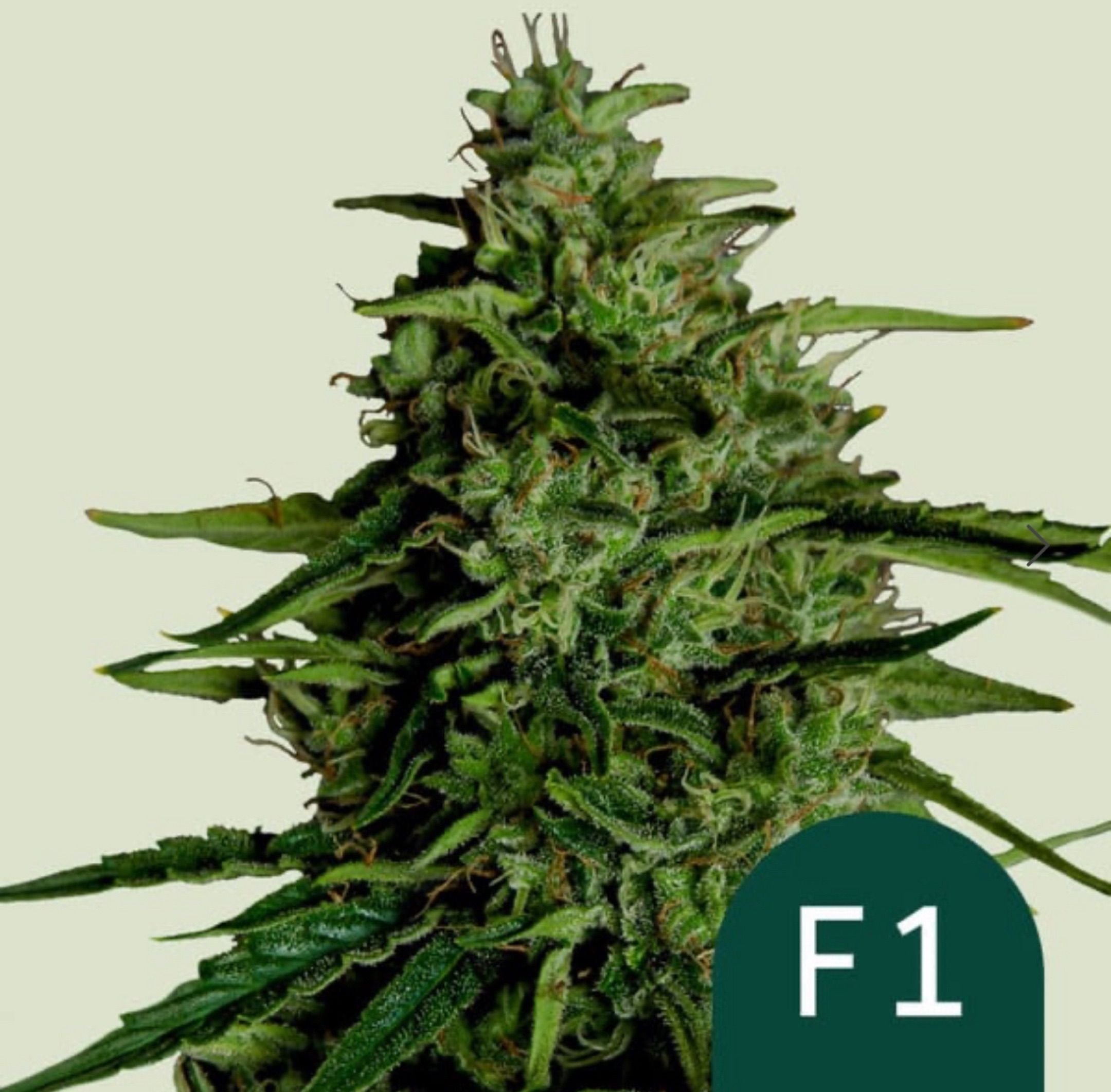 F1 Milky Way growlog header