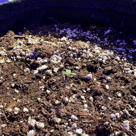 F1 Milky Way growlog timeline photo