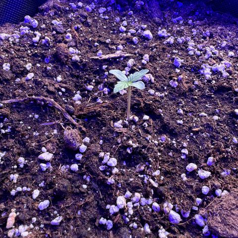 F1 Milky Way growlog timeline photo