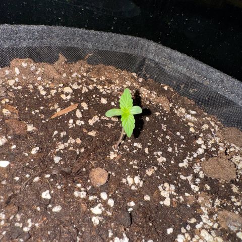 F1 Milky Way growlog timeline photo