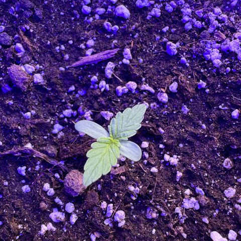 F1 Milky Way growlog timeline photo