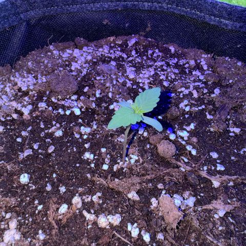 F1 Milky Way growlog timeline photo