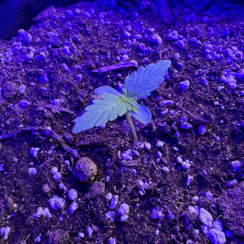 F1 Milky Way growlog timeline photo