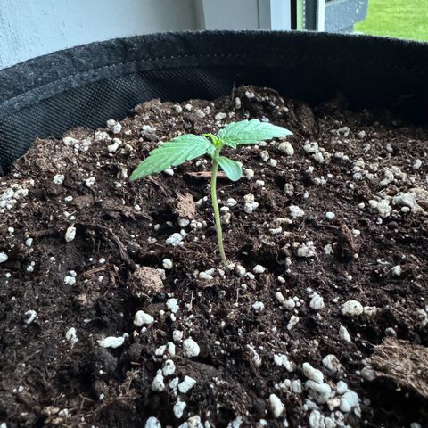 F1 Milky Way growlog timeline photo