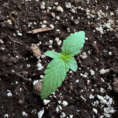 F1 Milky Way growlog timeline photo