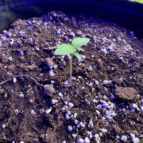 F1 Milky Way growlog timeline photo