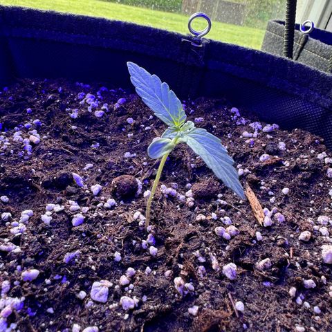 F1 Milky Way growlog timeline photo