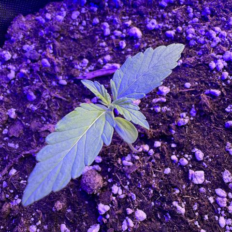 F1 Milky Way growlog timeline photo