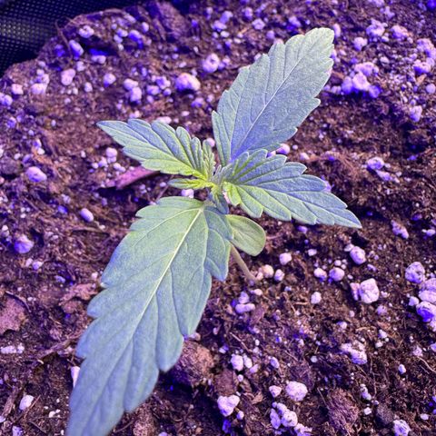 F1 Milky Way growlog timeline photo