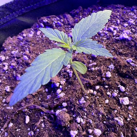 F1 Milky Way growlog timeline photo