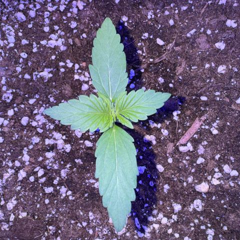 F1 Milky Way growlog timeline photo