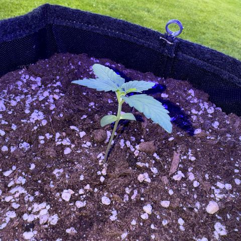 F1 Milky Way growlog timeline photo