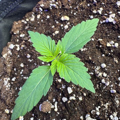 F1 Milky Way growlog timeline photo