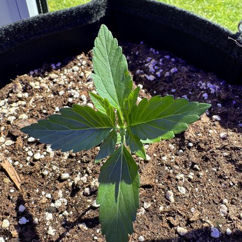 F1 Milky Way growlog timeline photo