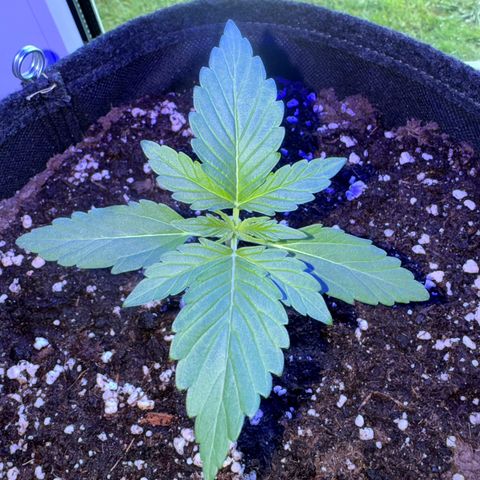 F1 Milky Way growlog timeline photo