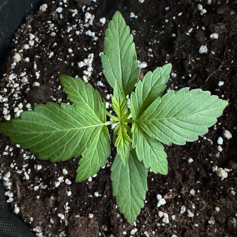 F1 Milky Way growlog timeline photo