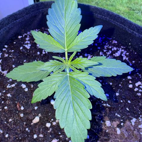 F1 Milky Way growlog timeline photo