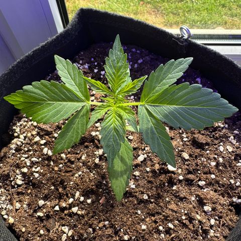 F1 Milky Way growlog timeline photo