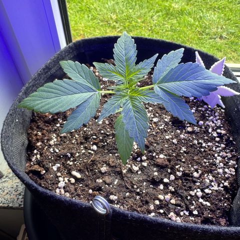 F1 Milky Way growlog timeline photo