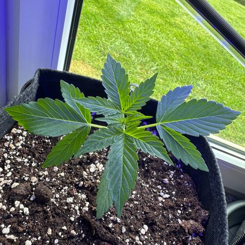 F1 Milky Way growlog timeline photo