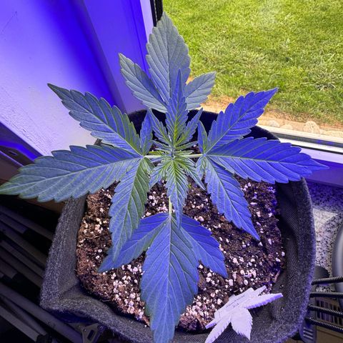 F1 Milky Way growlog timeline photo