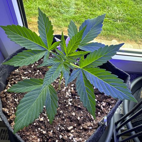 F1 Milky Way growlog timeline photo