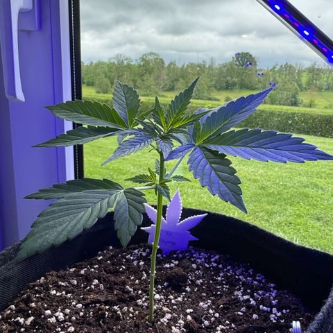 F1 Milky Way growlog timeline photo