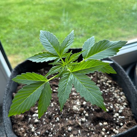 F1 Milky Way growlog timeline photo