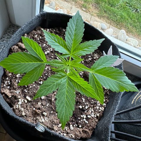 F1 Milky Way growlog timeline photo