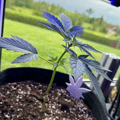 F1 Milky Way growlog timeline photo