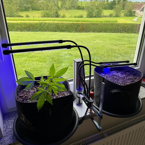 F1 Milky Way growlog timeline photo