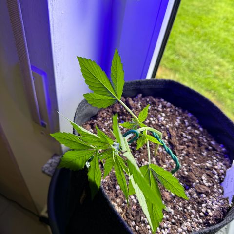 F1 Milky Way growlog timeline photo