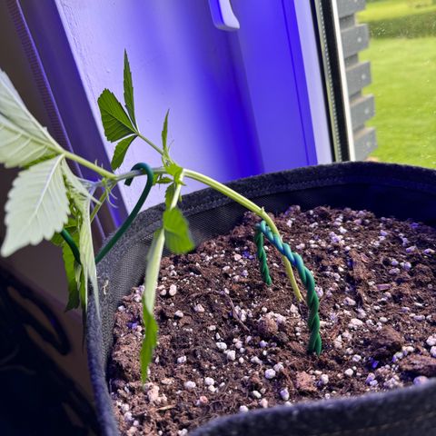 F1 Milky Way growlog timeline photo