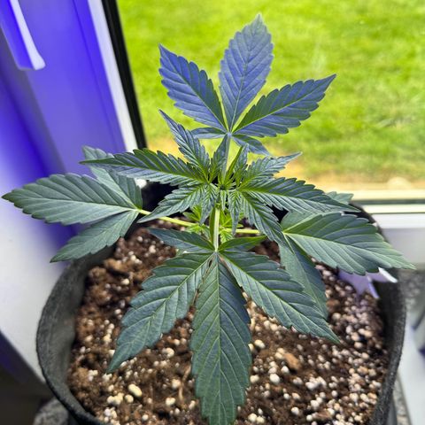 F1 Milky Way growlog timeline photo