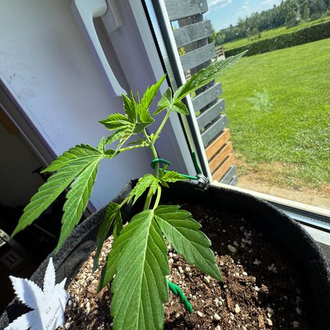 F1 Milky Way growlog timeline photo